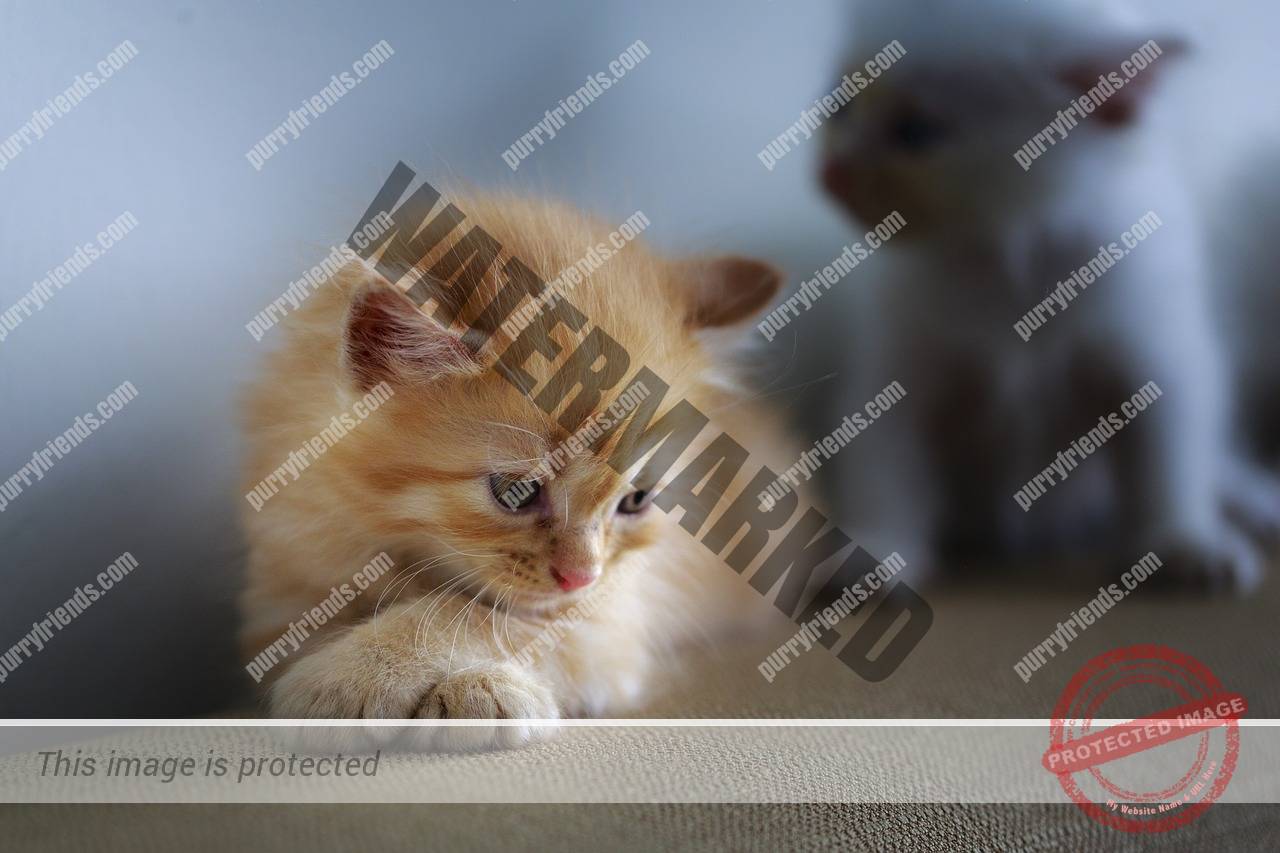 Eight Best Cat Toys For Home Alone Cats Purry Friends