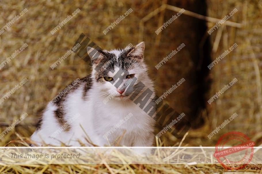 The Best Bedding for Outside Cats Purry Friends