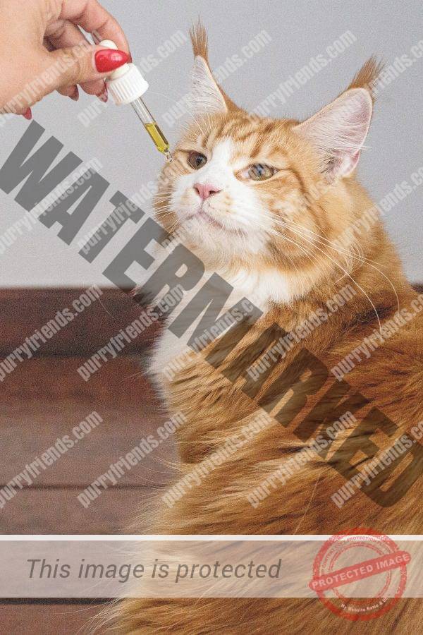 How to Give Medicine to a Cat—Even Skittish Ones Purry Friends